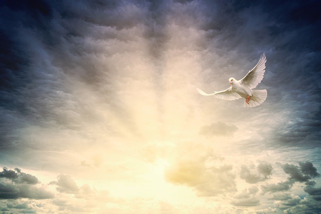A Light to the Nations: Homily for Sunday, May 11, 2025