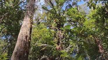 Trees in the Amazon