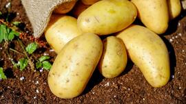 Potato? Pope? The power of words: Homily for Thursday, February 22, 2024