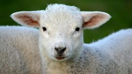 Jesus is the Pascal Lamb: Homily for Palm Sunday of the Passion, April 13, 2025