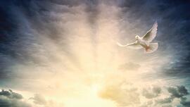 A Light to the Nations: Homily for Sunday, May 11, 2025