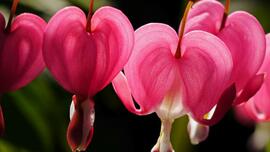 You know the hearts of all: Reflection for Wednesday, May 14, 2025