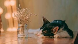 Come and Rest: Homily For November 30, 2025